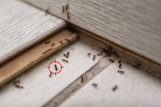 Trusted Breckenridge, MI Pest Control Experts